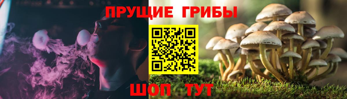 Галлюциногенные грибы Cubensis Нижнеудинск